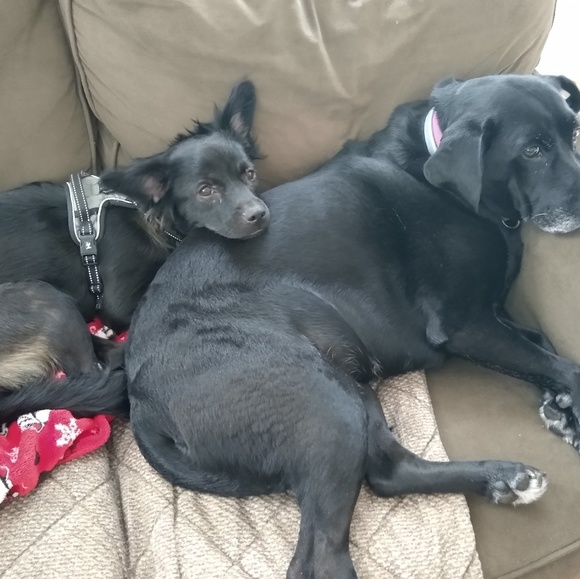 Meet your Posher, Sheryl - Picture 1 of 1